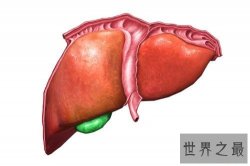 人体最大的器官是肝脏 最新发现的最大器官能分散癌症