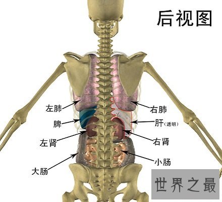 人体器官分布图 让你清晰看到人体五脏六腑！