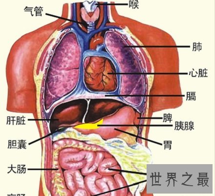 人体器官分布图 让你清晰看到人体五脏六腑！