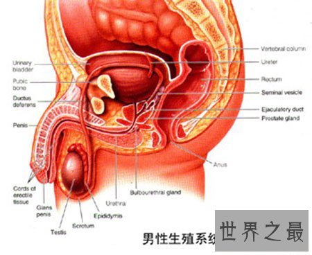 男性生理大讲堂之男生殖器 勃起是什么意思