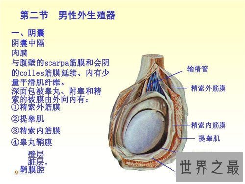 生殖器有什么部分组成 女性生殖器的秘密曝光