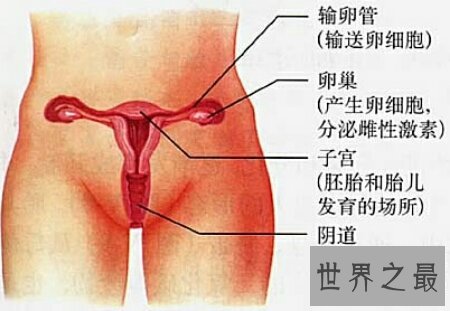 女生殖器官图是认识女生的一本非常好的教科书