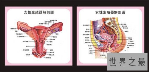 生殖图女性构造介绍 女性生殖器包含哪些部分