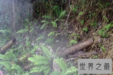 缅甸的野人山是一座十分可怕的山 据说很少有人活着走出去