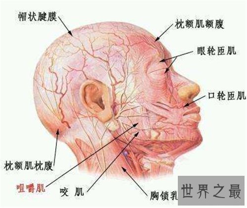 人体构造图解介绍 美国发现人体新型DNA