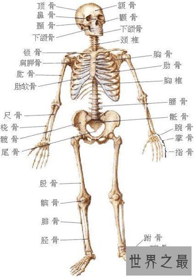 人体构造图解介绍 美国发现人体新型DNA