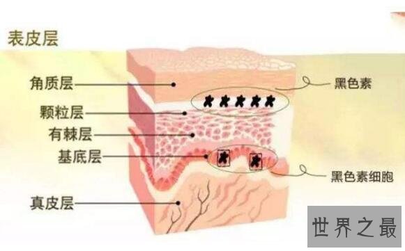 人体最大的器官是什么，皮肤(也是最强大的器官)