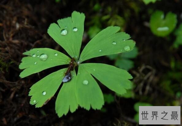 堪称世界之最的神奇植物你都知道吗