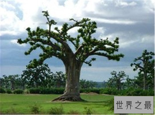 世界十大奇特植物，竟然有这种胎生植物