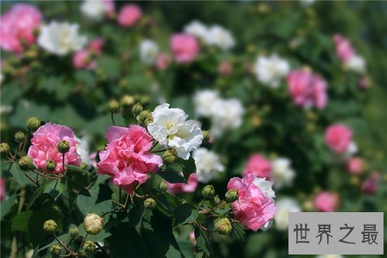 颜色变化最多的花，弄色木芙蓉的颜色真的是千变万化！