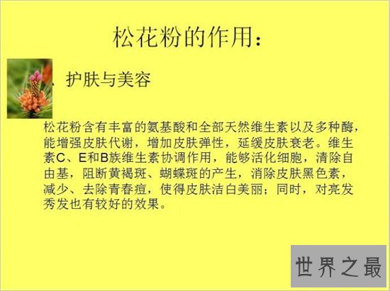 松花粉的功效与作用，对花粉过敏的人不建议使用