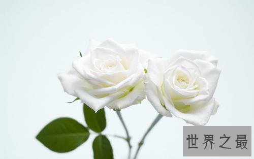 玫瑰花颜色花语，它的寓意让人喜欢。