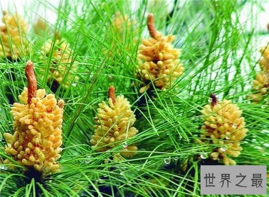 松花粉怎么吃？松花粉的服用和禁忌