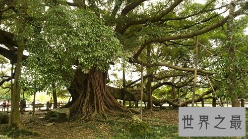 世界上最大的树冠，一棵树秒杀整片森林！