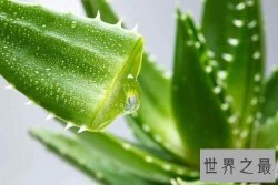 净化空气的植物排名，芦荟不仅能美容还能净化空气