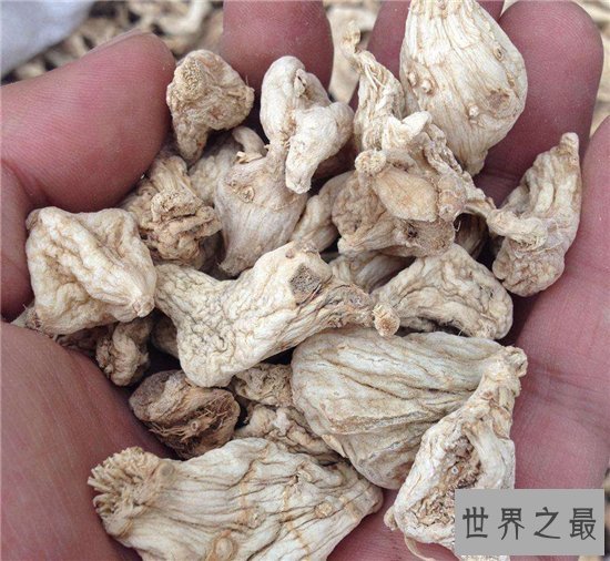 白芨的功效与作用，对女性身体健康有帮助