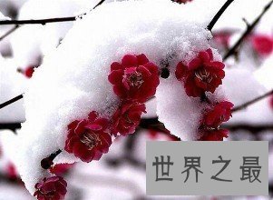 世界上最顽强的花，“岁寒三友”梅花严寒中绽放