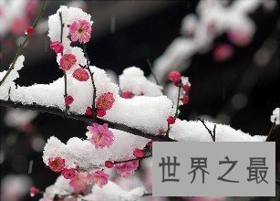 世界上最顽强的花，“岁寒三友”梅花严寒中绽放