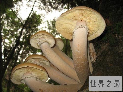 世界上最大的蘑菇，体积相当于1665个足球场！