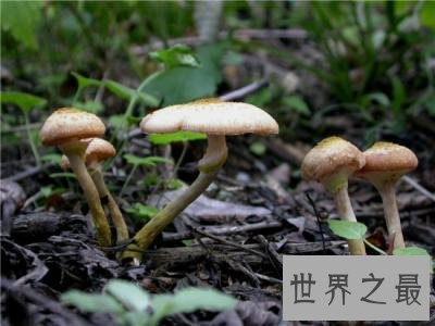 世界上最大的蘑菇，体积相当于1665个足球场！