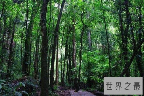 世界上寿命最长10大植物，波西多尼亚海草可活10万年！