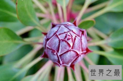 世界上寿命最长10大植物，波西多尼亚海草可活10万年！