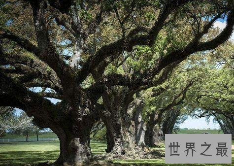 世界上寿命最长10大植物，波西多尼亚海草可活10万年！