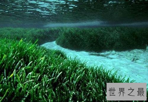 世界上寿命最长10大植物，波西多尼亚海草可活10万年！