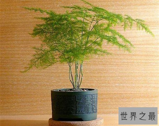 室内最好养的植物排名，吊兰依旧是王者！