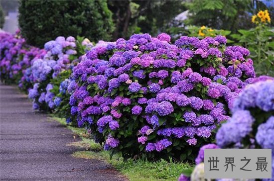 世界上最美丽的10种花，玫瑰花位列第一！