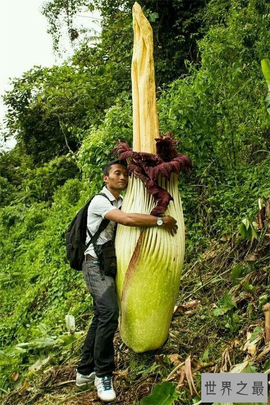 世界上最独特的花排名，嘴唇花充满了诱惑的味道