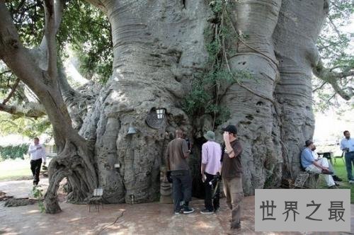 最古老的树，已经有9500年的历史！