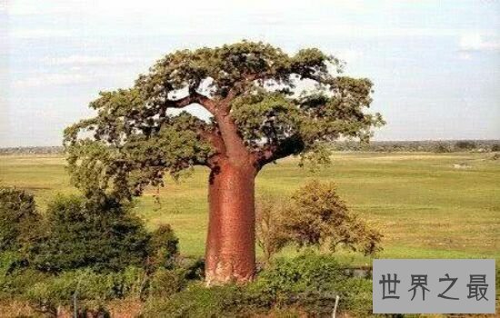世界上最粗的树，让你对它大开眼界。