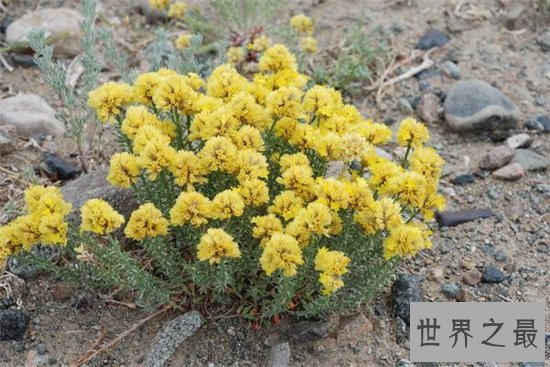 世界上花期最短的五种花，昙花仅排第二第一竟然是他！