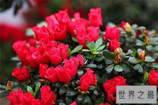 中国十大名花排名，梅花被称为花中之魁