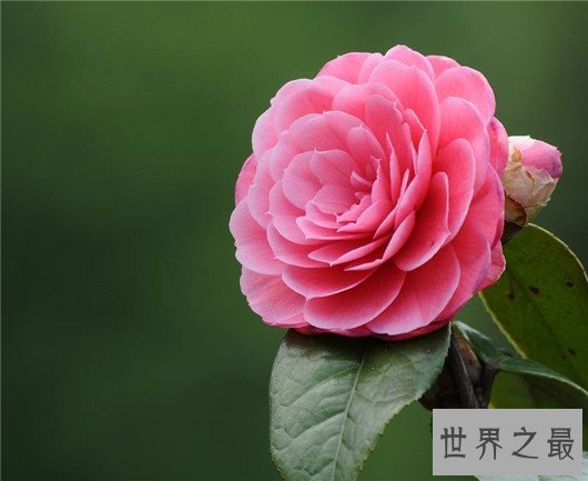 中国十大名花排名，梅花被称为花中之魁