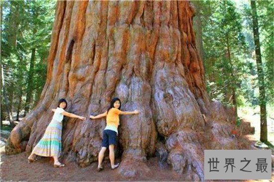 普陀鹅耳枥非常珍稀，山林开垦导致它接近灭绝