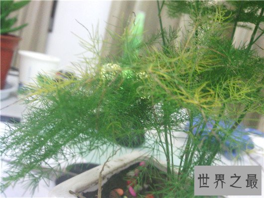 防辐射的植物排行，电脑工作者的必备神器