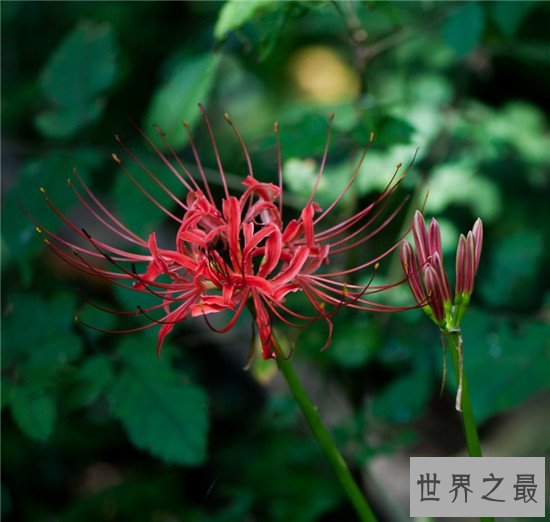 世界上十大名字最优雅的植物，如少女般的樱花优雅如斯