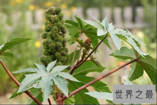 世界十大最毒植物，看到这些一定要离他们远点