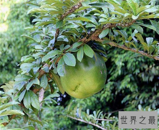 炸弹树发现于热带雨林中，需要高温湿润环境才能种植