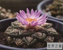 十大最稀有的多肉 “石头”一样的工艺品 植物中的“大熊猫”