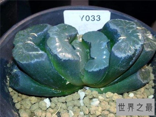 十大最稀有的多肉 “石头”一样的工艺品 植物中的“大熊猫”