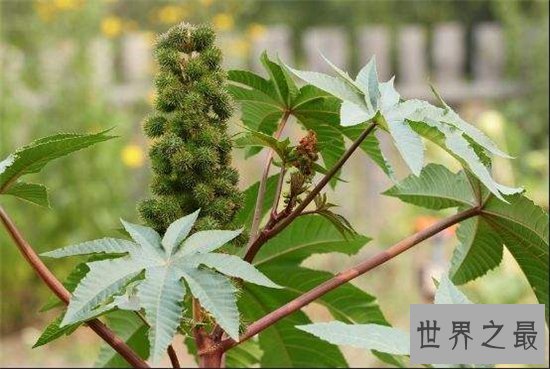 坏女人花具有强烈毒性，经过专业人士指导才能养殖