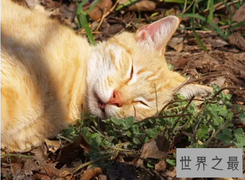 猫薄荷是什么？为你奉上区分猫薄荷和薄荷的小贴士！