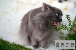 猫薄荷是什么？为你奉上区分猫薄荷和薄荷的小贴士！