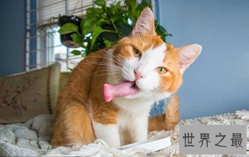 猫薄荷是什么？为你奉上区分猫薄荷和薄荷的小贴士！