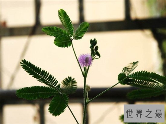 十大不能家养的植物 最香的花可以导致神经衰弱