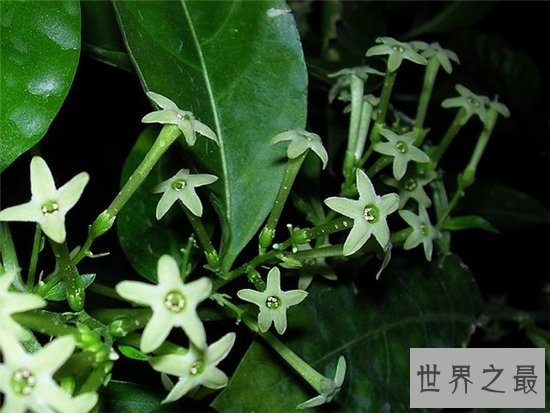 十大不能家养的植物 最香的花可以导致神经衰弱