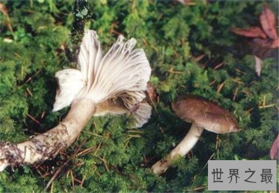 野外十大常见有毒植物 在野外就算饿死也不能碰这些植物